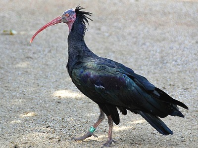 Ptak ibis