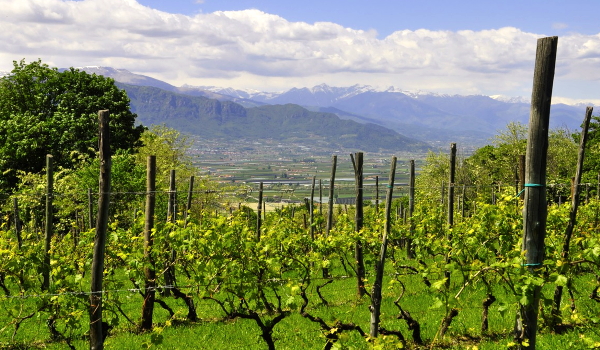Winnice Piemontu