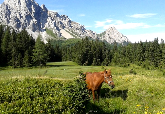 Veneto, koń w naturze